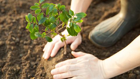 Mit Ecosia kannst du vom Sofa aus Gutes tun. - Foto: iStock/okugawa