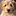 eddie pudel golden retriever mix eddie pudel golden retriever mix