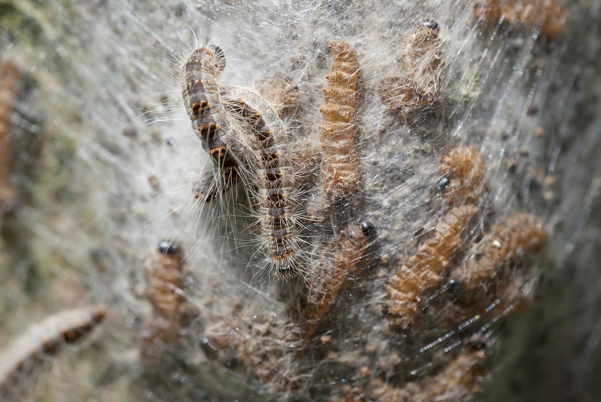Deutliches Erkennungszeichen für Eichenprozessionsspinner sind die haarigen Gespinstnester um sie herum.