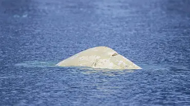 Ein Belugawal im Meer. - Foto: IMAGO / imagebroker
