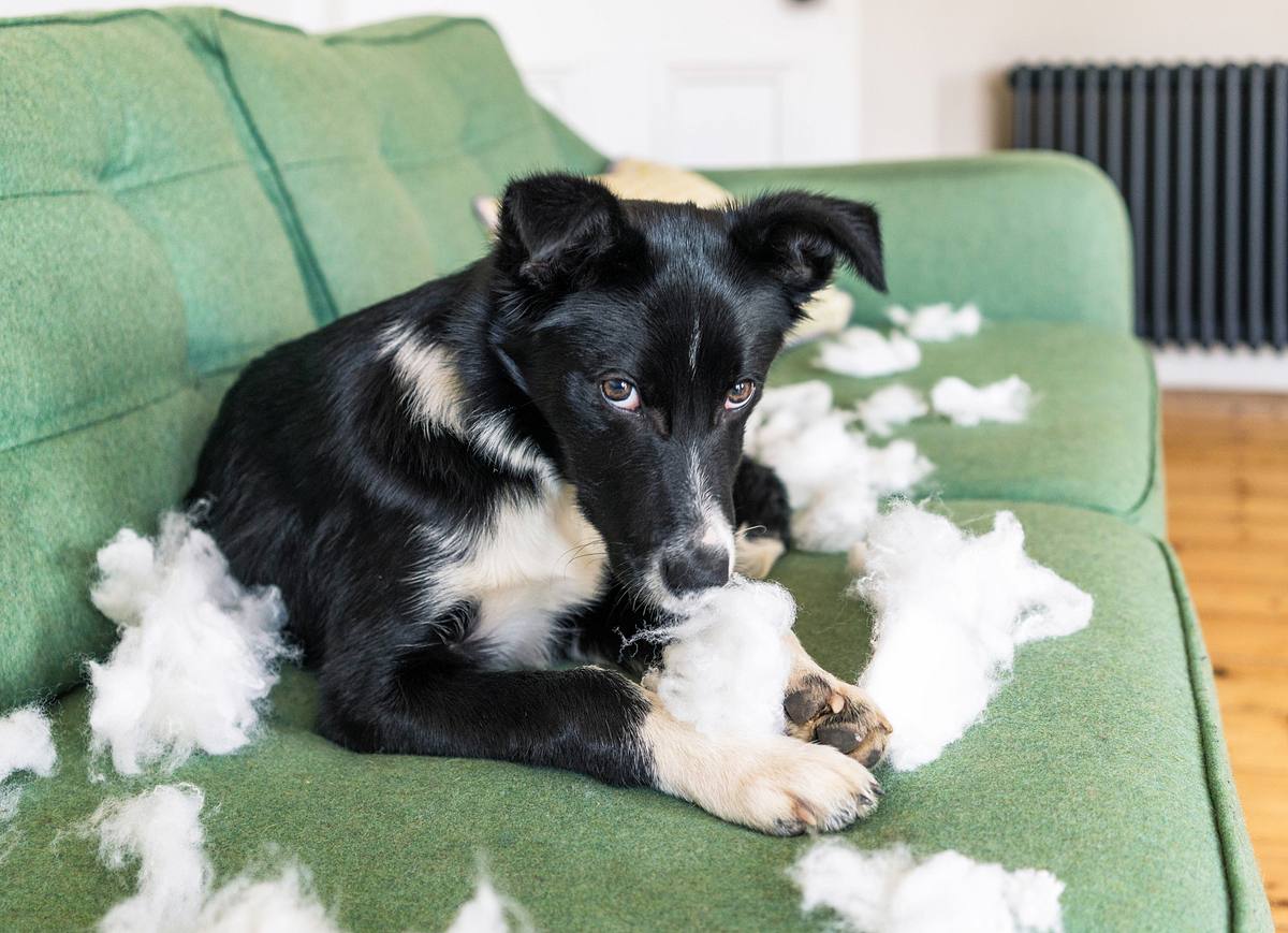 Hund blickt entschuldigend von seinem Zerstörungswerk auf.