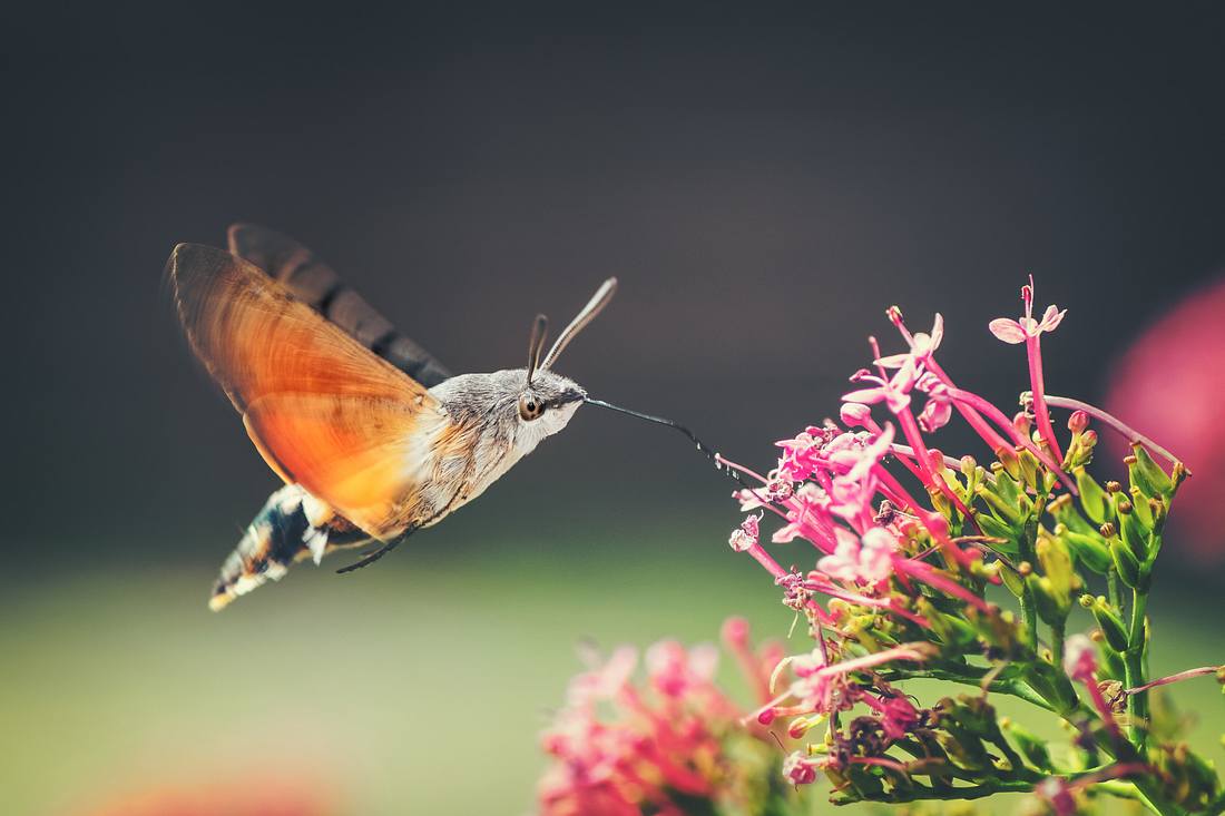 Das Taubenschwänzen wird manchmal mit einem Kolibri verwechselt. Das Taubenschwänzen wird manchmal mit einem Kolibri verwechselt.