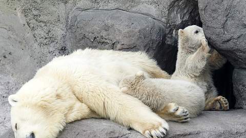 Drama im Berliner Tierpark mit folgenreichen Problemen für die Eisbären. - Foto: Symbolbild: tjommy/iStock
