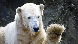 Eisbär Knut im Berliner Zoo  - Foto: Imago Images/ IPON
