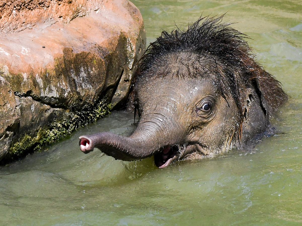 Der kleine Elefant Bền Lòng ist tot.