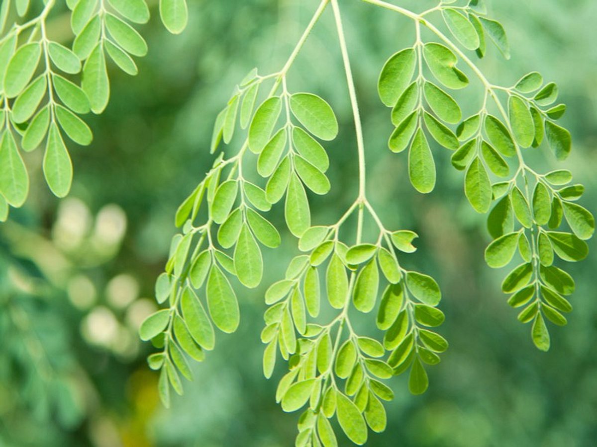 energiespender moringa