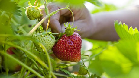 Erdbeeren selber pflanzen: So einfach gehts - Foto: iStock