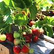 Erdbeerpflanzen: Sorten für frühe bis späte Ernte - Foto: iStock/ mtreasure