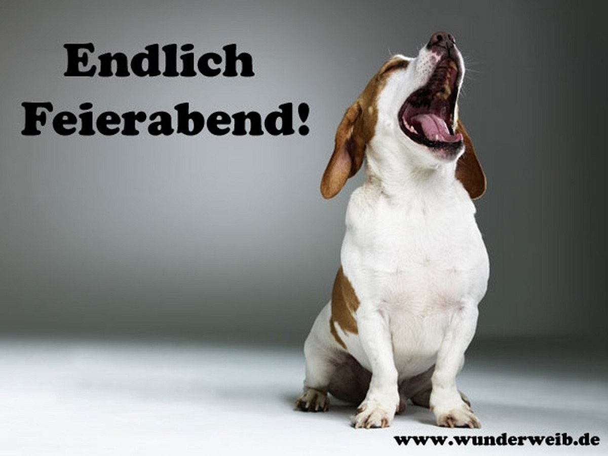 facebook bilder hund gaehnt b