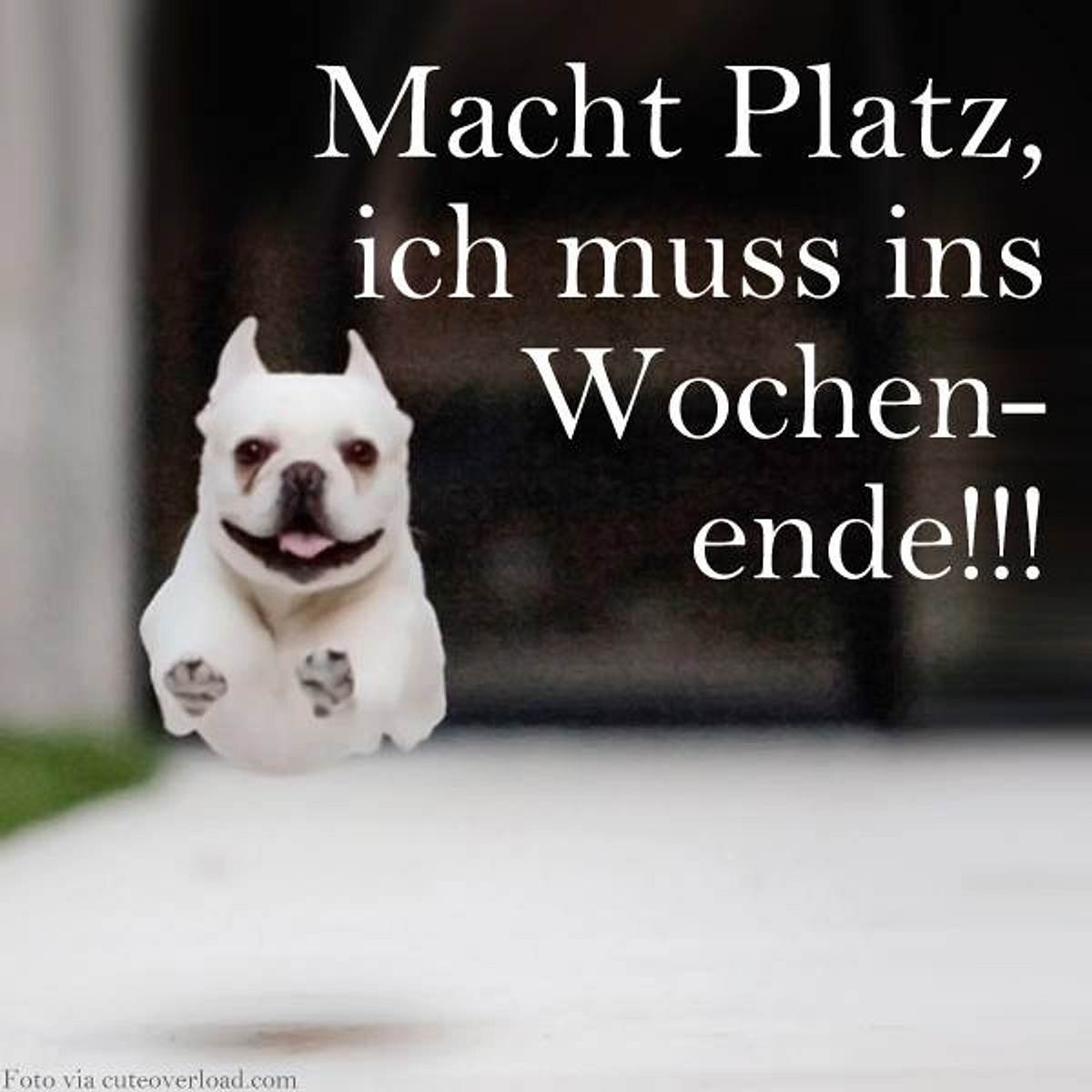 facebook bilder hund wochenende