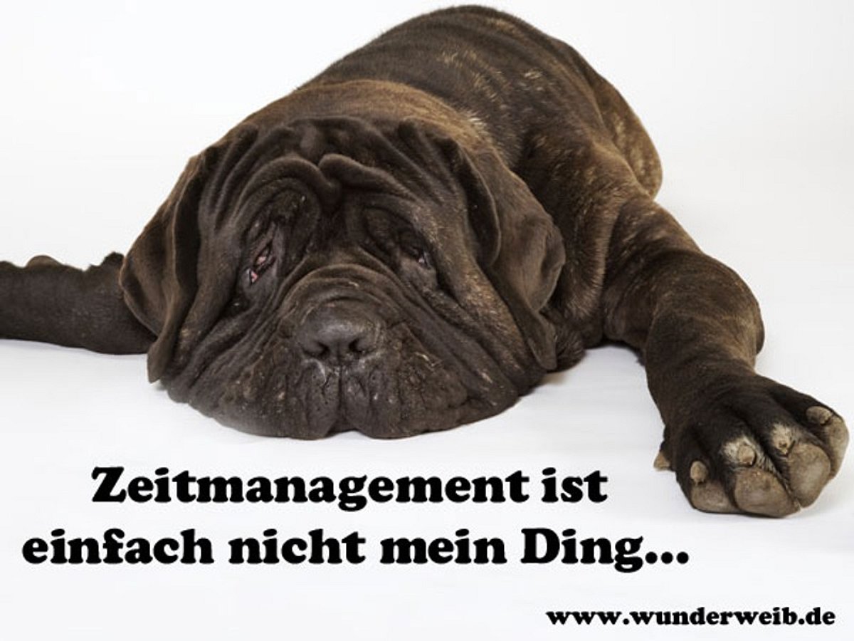 facebook bilder hunde geschafft b