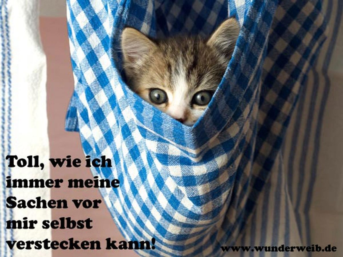 facebook bilder katze im tuch b