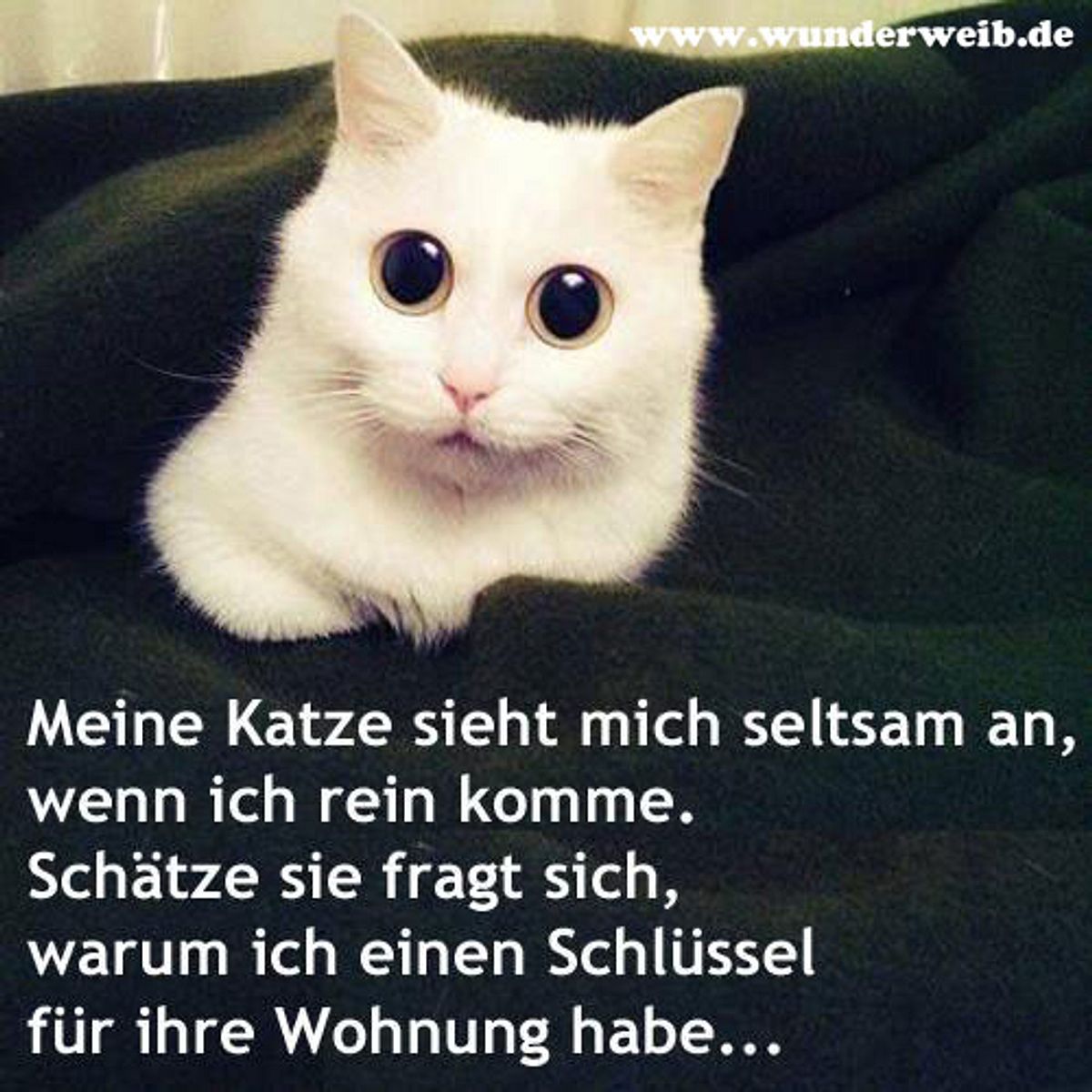 facebook bilder katze lustig