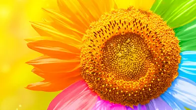 facebook regenbogen profilbilder - Foto: frentusha / iStock