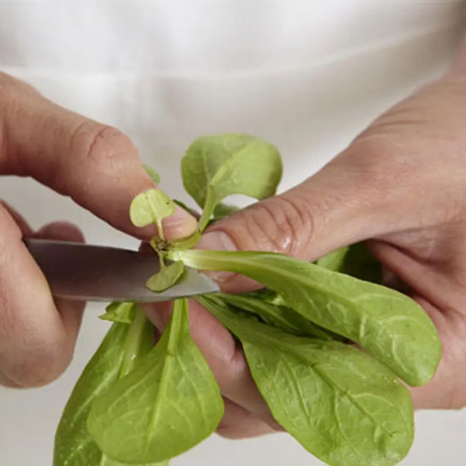 Die besten Fatburner fatburner feldsalat