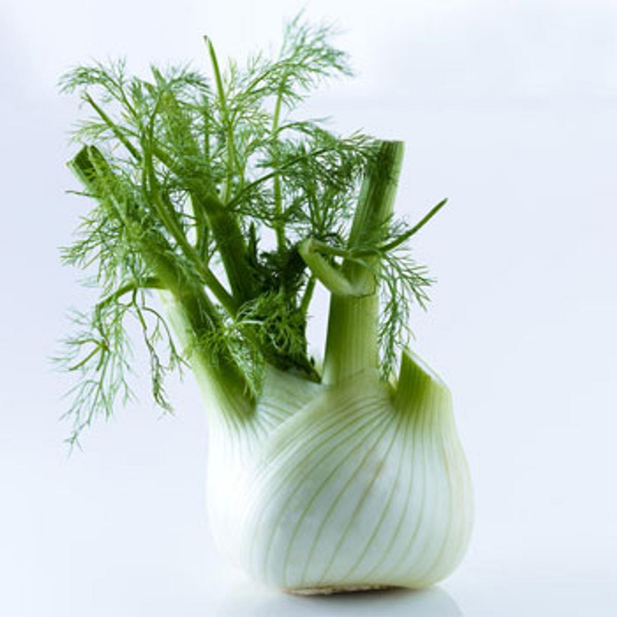 fatburner fenchel