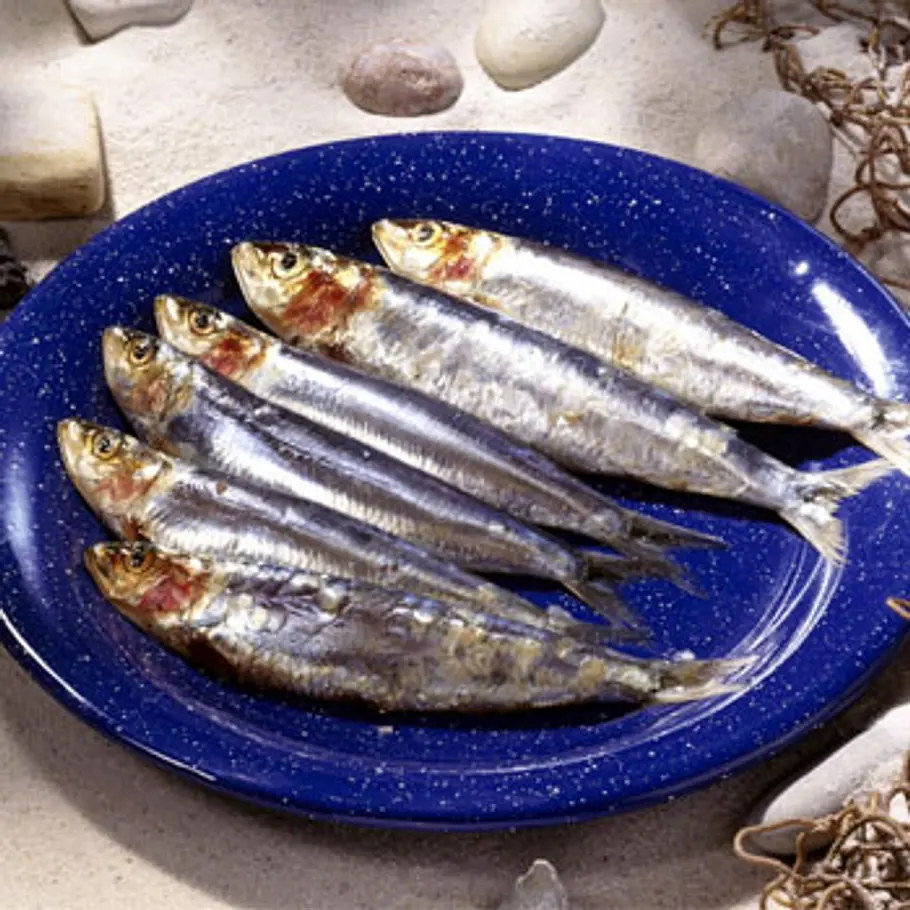 Die besten Fatburner fatburner sardinens