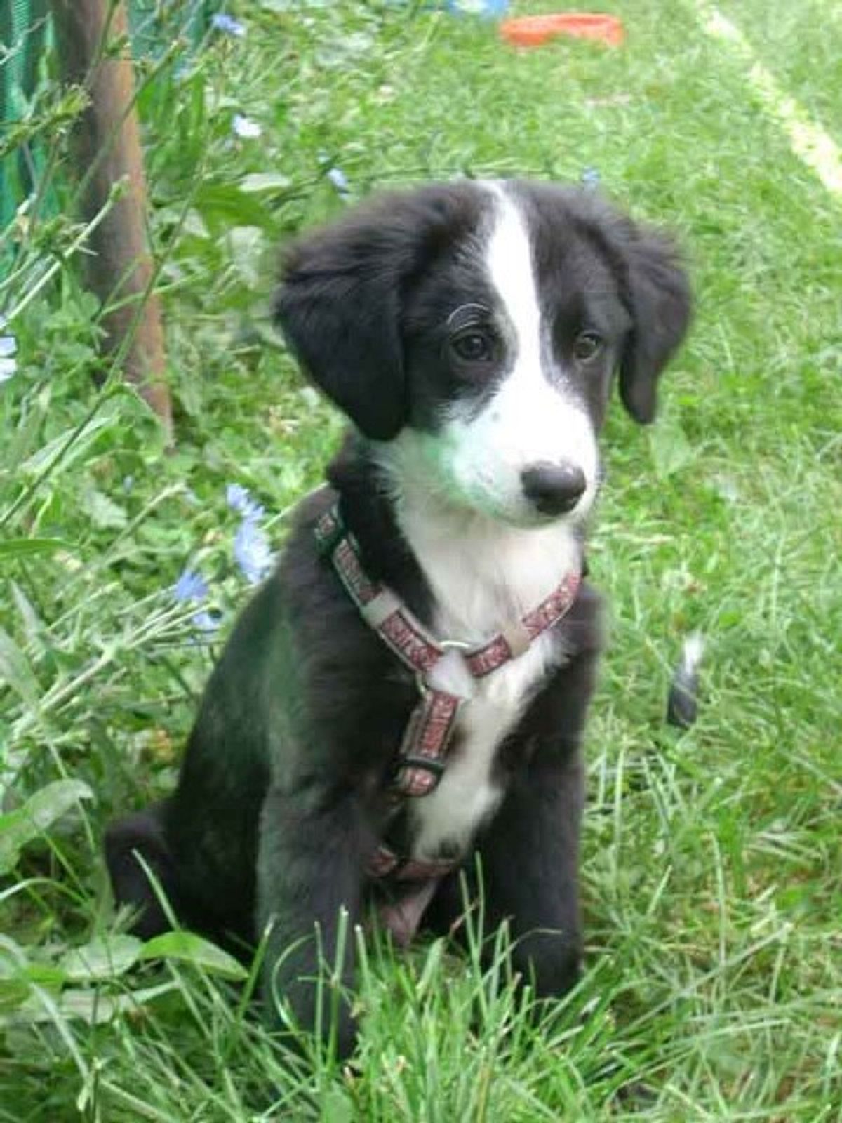 filou border collie mix