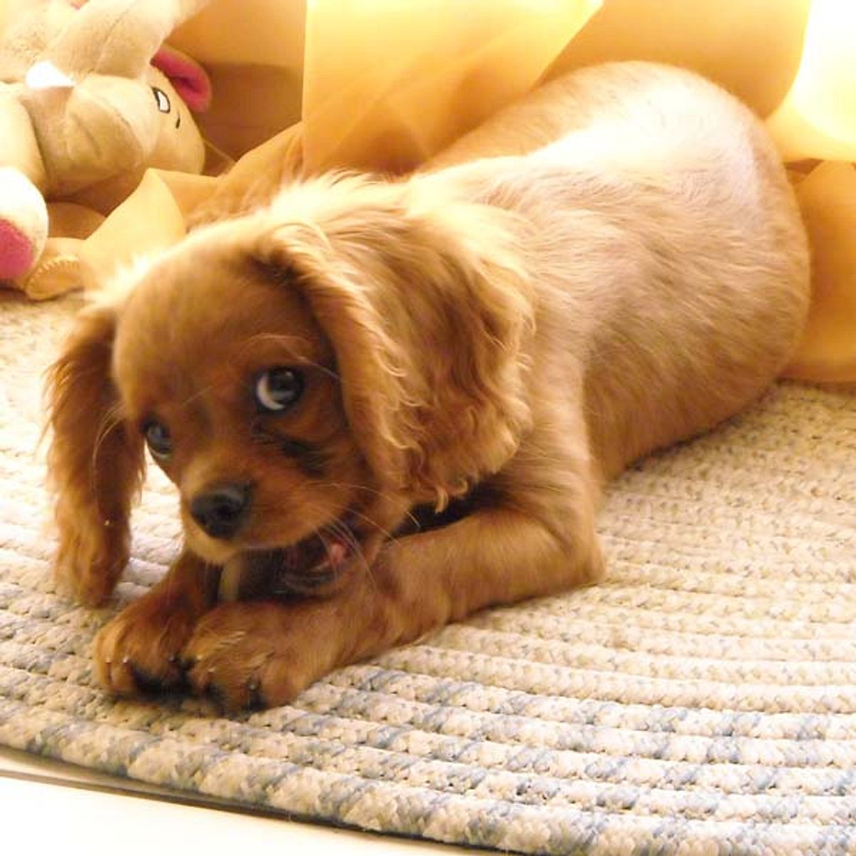 filou cavalier king charles spaniel