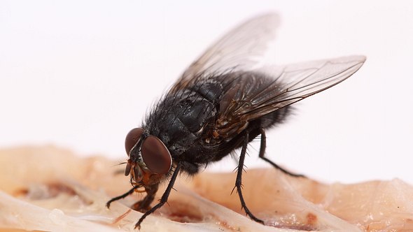 Fliege in der Kueche - Foto: Istock/Ihor-photograf