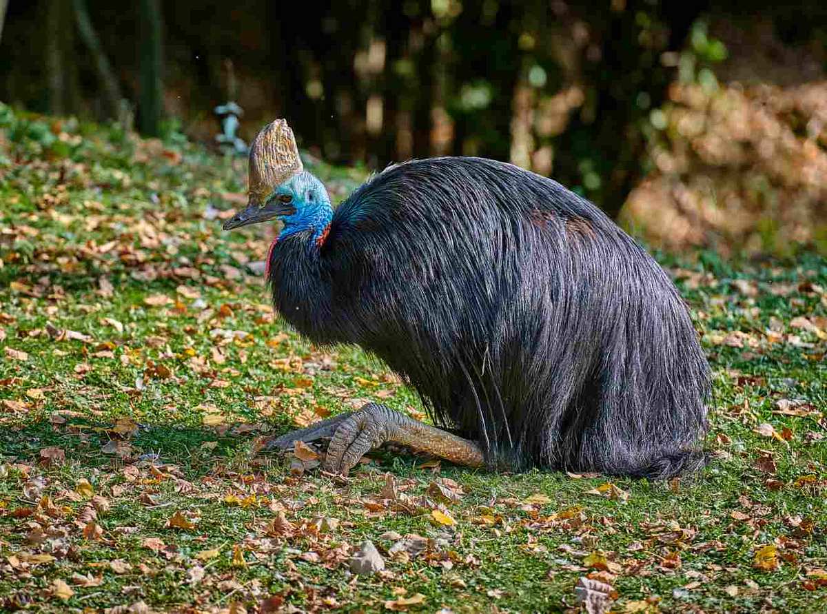 Florida: Kasuar-Vogel tötet Besitzer mit seinen Krallen