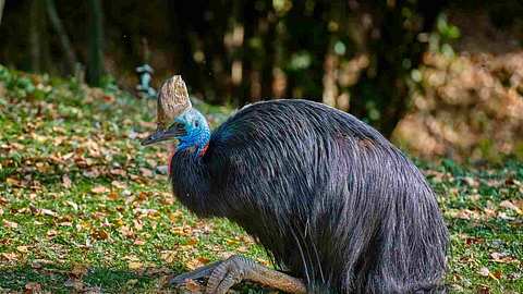 Florida: Kasuar-Vogel tötet Besitzer mit seinen Krallen - Foto: iStock/Symbolbild