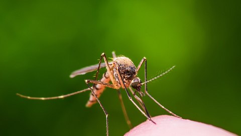 Mücken übertragen gefährliche Krankheiten - Risiko steigt - Foto: iStock/nechaev-kon