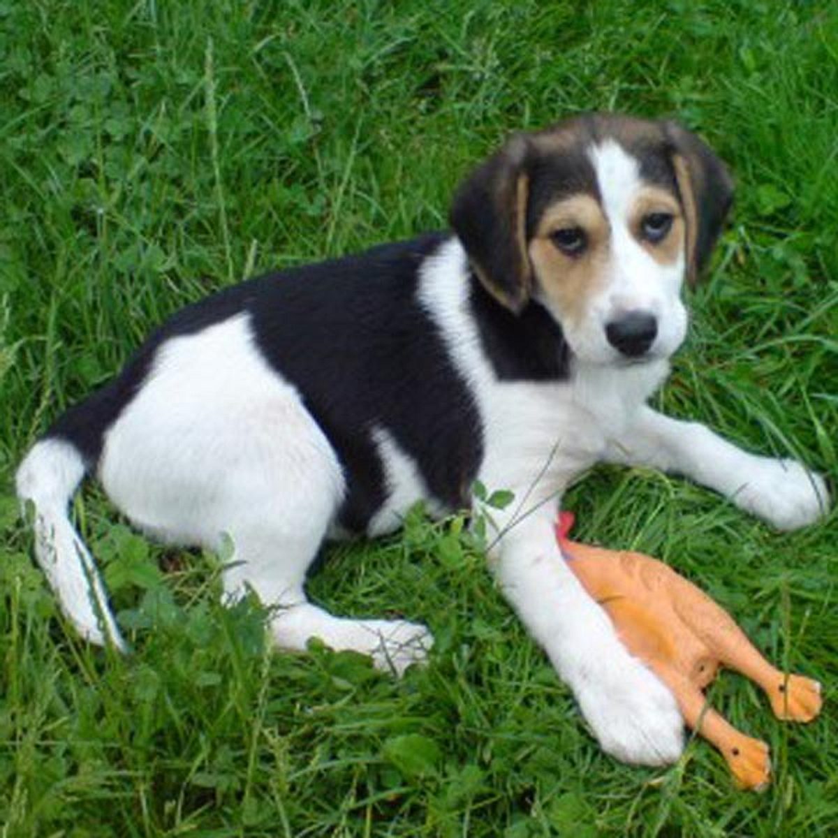 foxi beagle