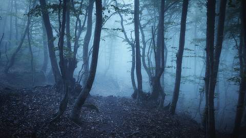 Frau verfährt sich im Wald. - Foto: den-belitsky/iStock