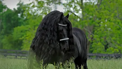 Frederik the Great: Das schönste Pferd der Welt - Foto: Facebook/ Frederik the Great