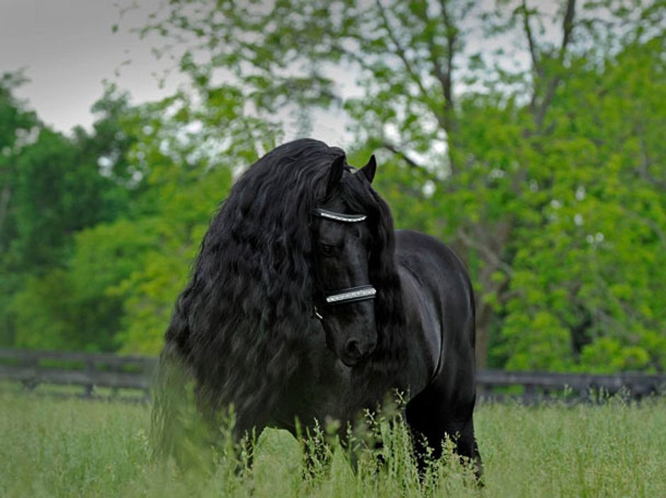 Frederik the Great ist das schönste Pferd der Welt | Wunderweib