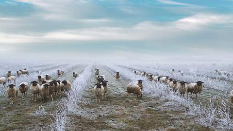 Frieren dank Schafskälte - Foto: Imagesines/iStock