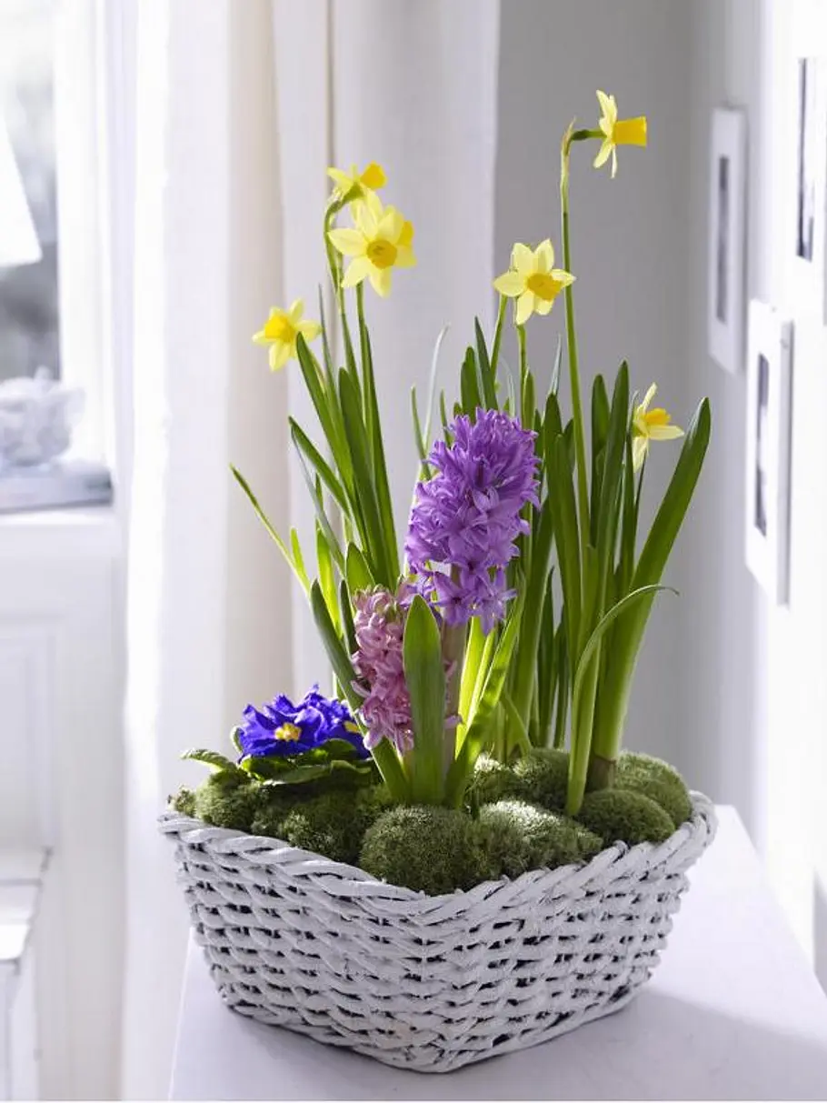 fruehblueher arrangement h