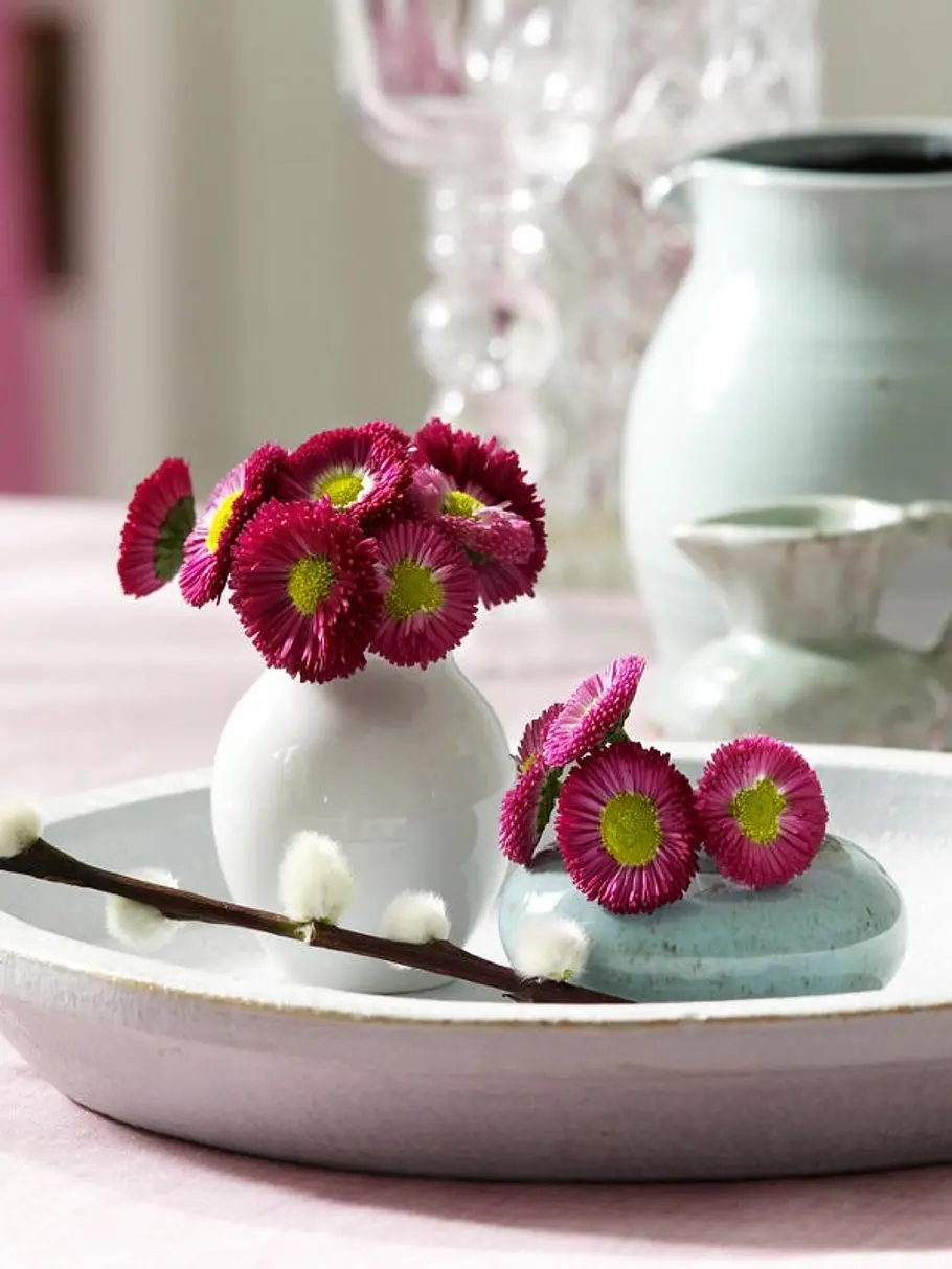 fruehblueher bellis h