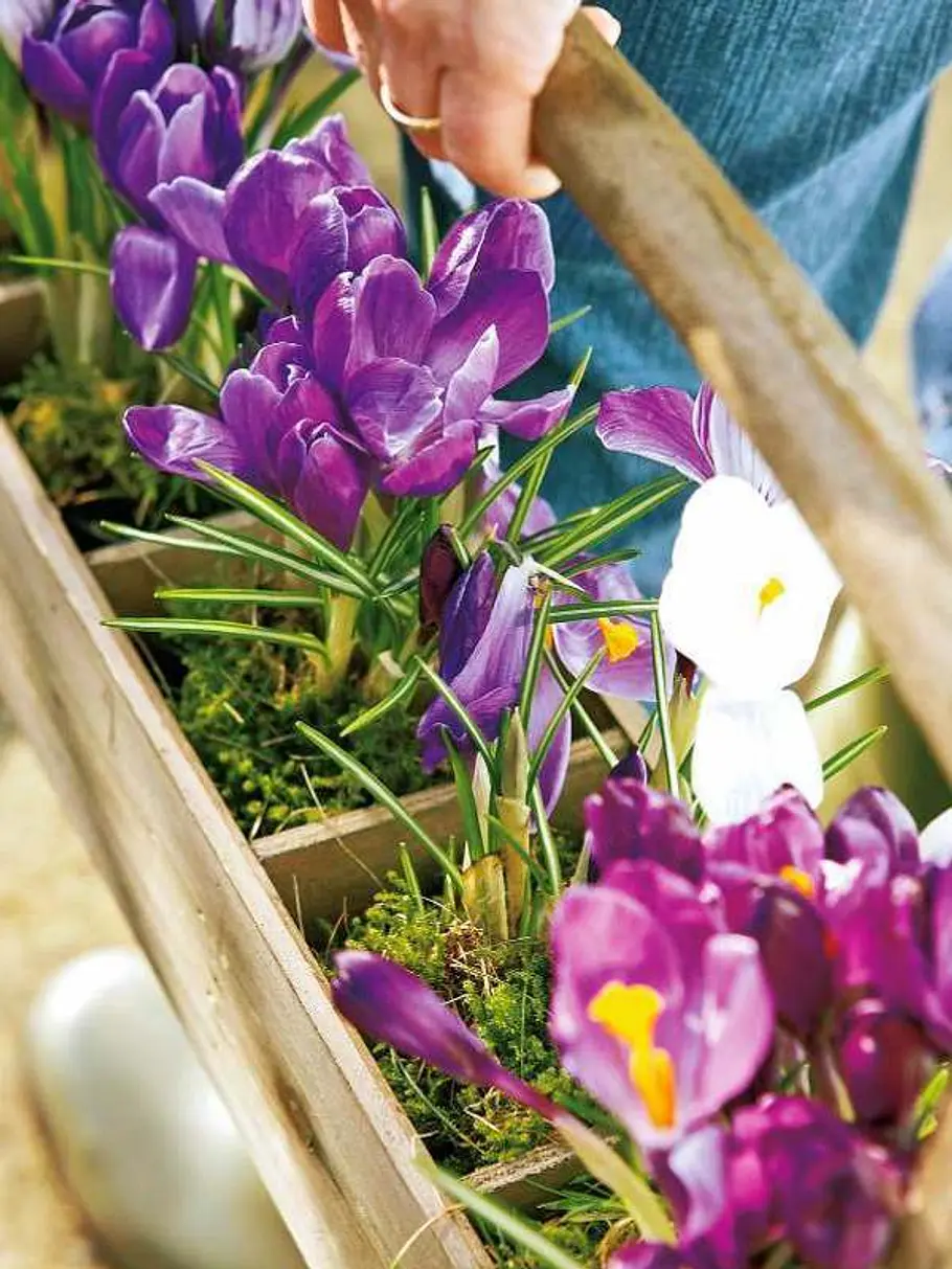 fruehblueher krokus h