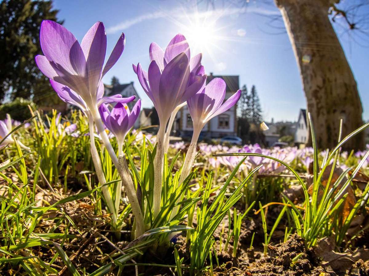 Frühling 2021: So lange bleibt es noch mild