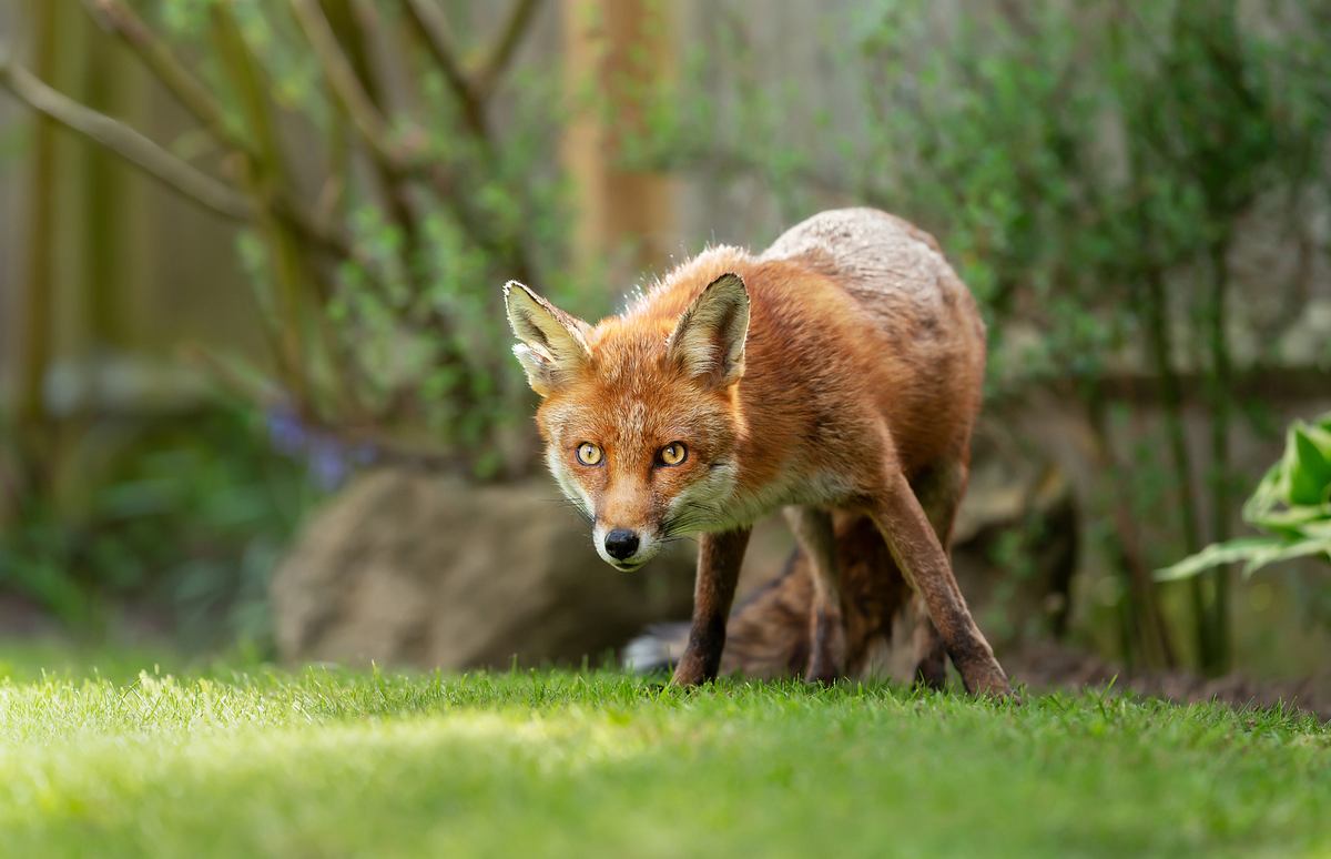 Ein Fuchs steht in einem Garten und blickt direkt in die Kamera.