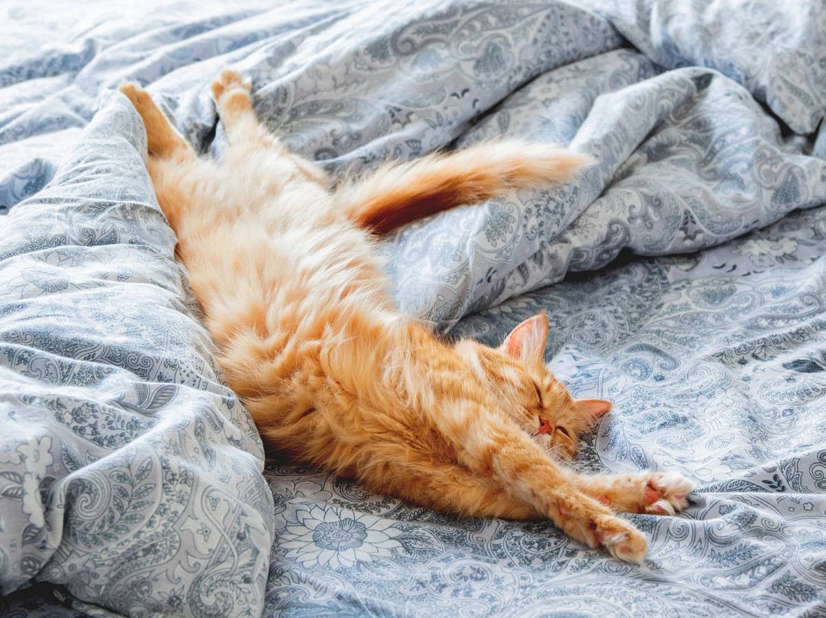 5 gute Gründe, warum deine Katze in deinem Bett schlafen sollte
