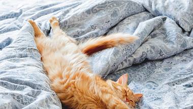 5 gute Gründe, warum deine Katze in deinem Bett schlafen sollte - Foto: iStock/Konstantin Aksenov