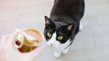 Stiftung Warentest: Dieses Katzenfutter fällt durch! - Foto: Cris Cantón/Getty Images (Themenbild)