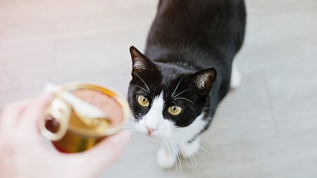 Stiftung Warentest: Dieses Katzenfutter fällt durch! - Foto: Cris Cantón/Getty Images (Themenbild)