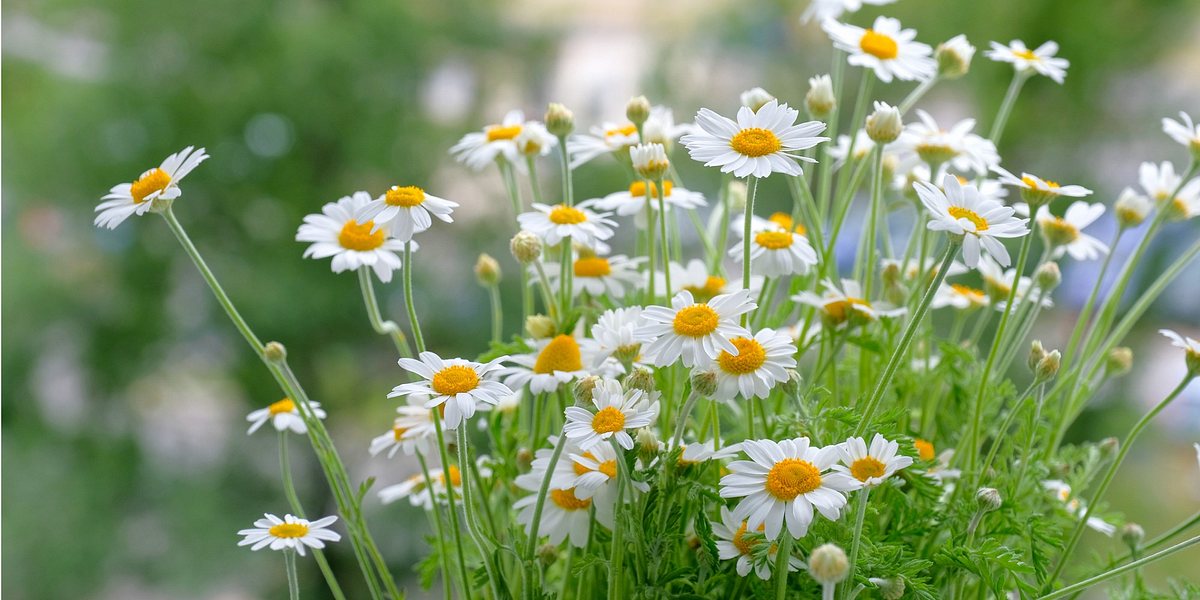 Gänseblümchen Bedeutung