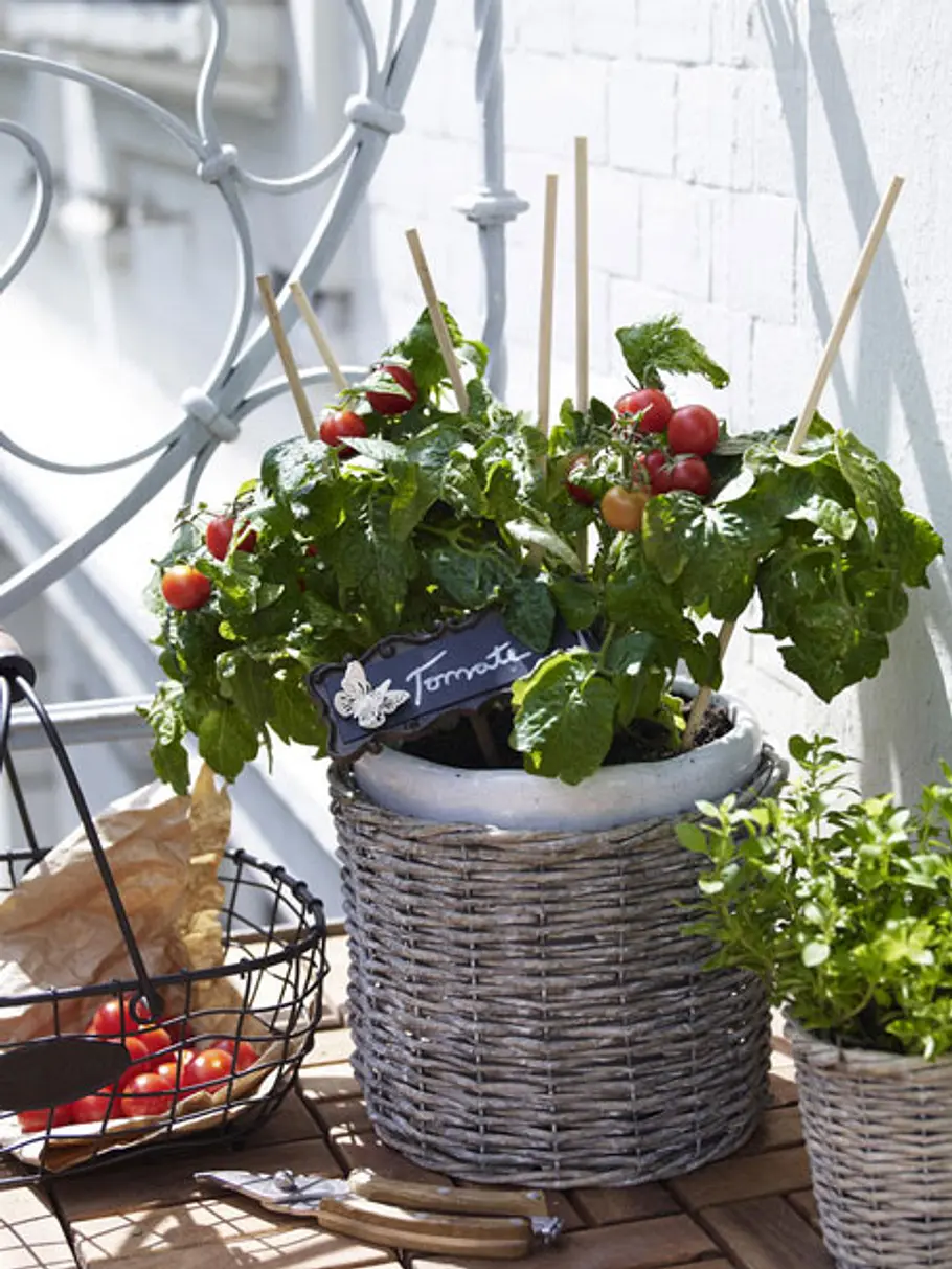 Gemüse und Kräuter auf dem Balkon: Tomaten gemuese kraeuter balkon