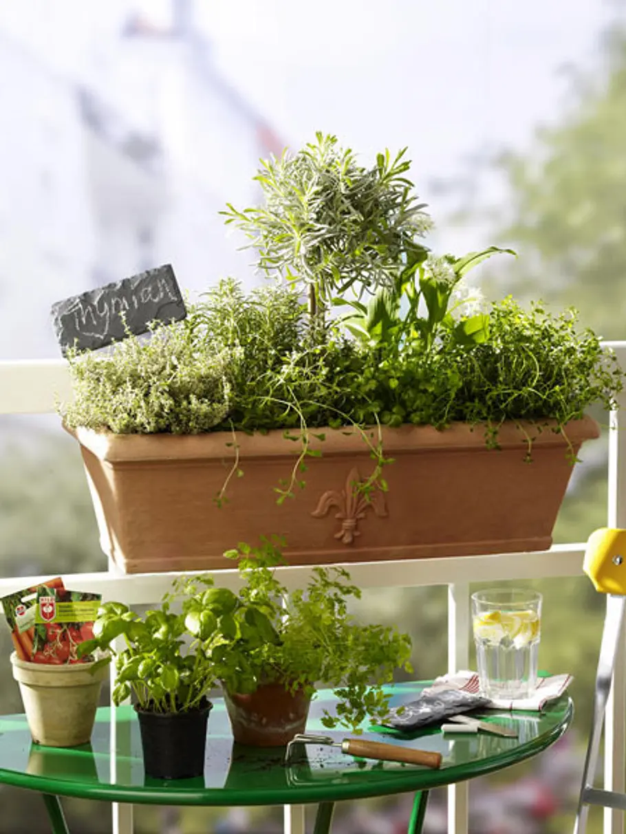 Gemüse und Kräuter auf dem Balkon: Mediterraner Garten gemuese kraeuter balkon