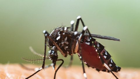 750 Millionen genmanipulierte Mücken sollen Mücken-Problem lösen - Foto: iStock/frank600