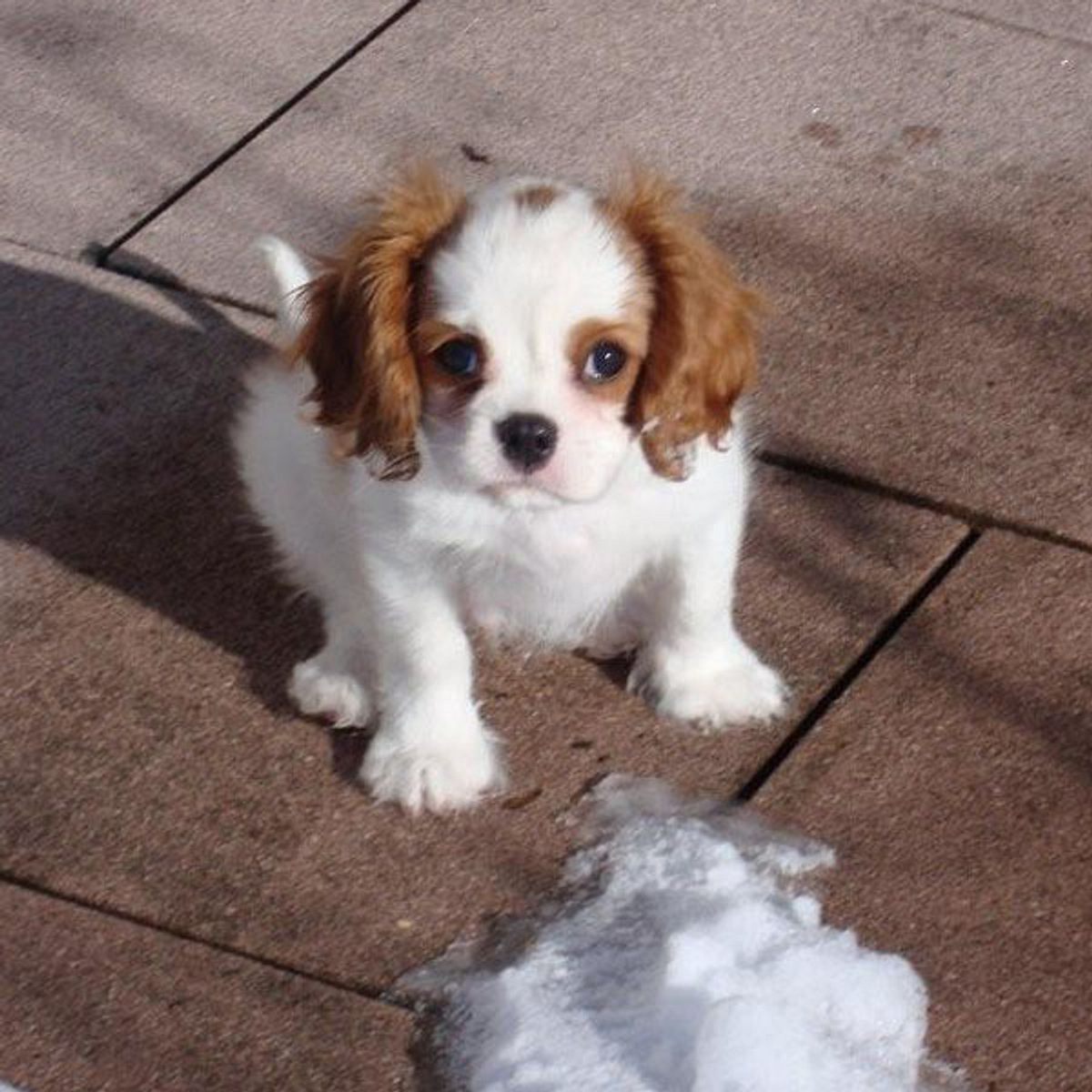 george cavalier king charles spaniel