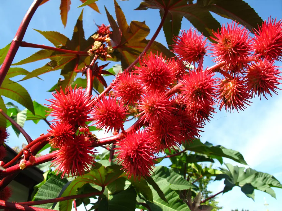 Die 10 giftigsten Pflanzen: Wunderbaum Die 10 giftigsten Pflanzen aus deinem Garten: Wunderbaum.