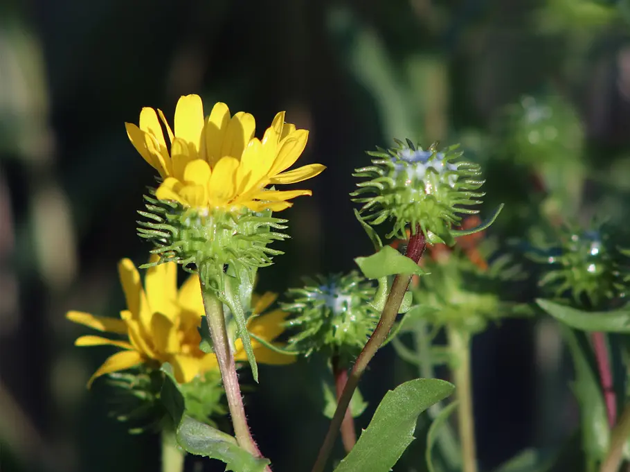 Die 10 giftigsten Pflanzen: Stechapfel Die 10 giftigsten Pflanzen aus deinem Garten: Stechapfel.