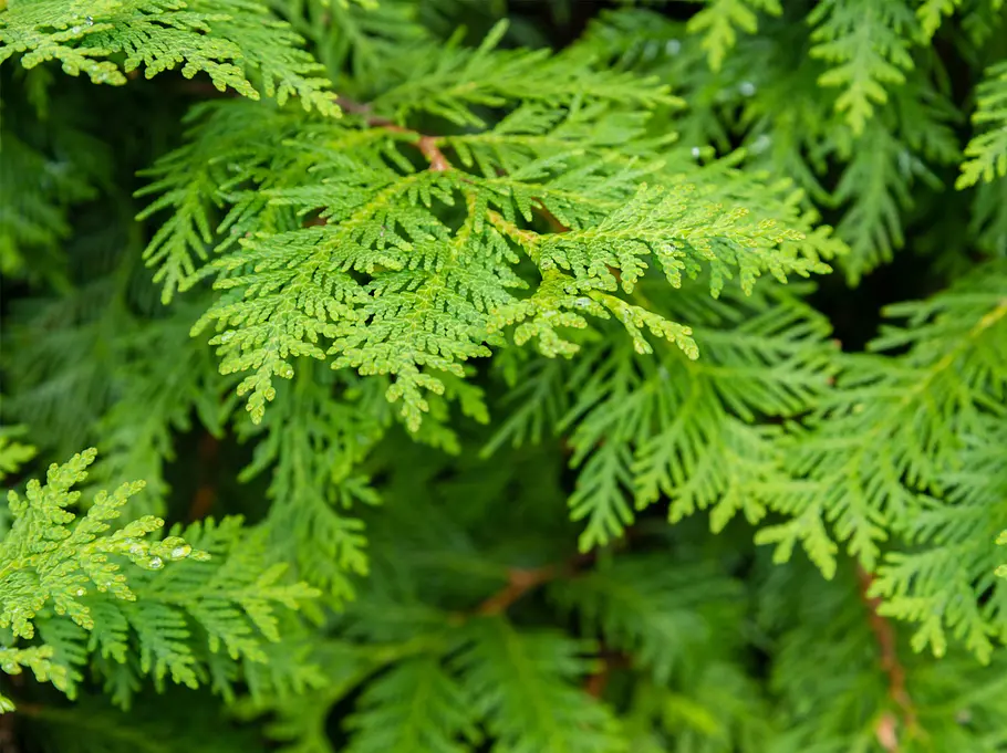 Die 10 giftigsten Pflanzen: Thuja Die 10 giftigsten Pflanzen aus deinem Garten: Thuja.