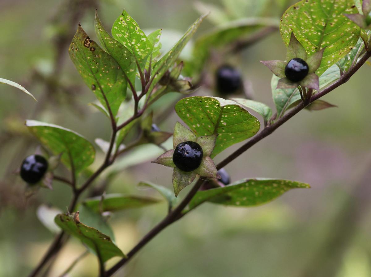 Die 10 giftigsten Pflanzen aus deinem Garten: Tollkirsche.